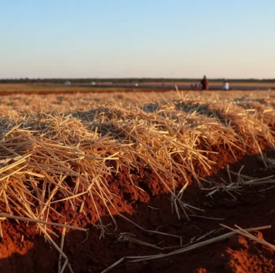 Governo aprova datas de plantio do milho com braquiária em Goiás