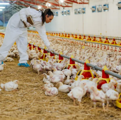 Mercado de saúde animal cresce 7,9% e movimenta R$ 12,8 bilhões em 2025