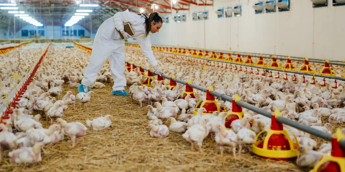 Mercado de saúde animal cresce 7,9% e movimenta R$ 12,8 bilhões em 2025