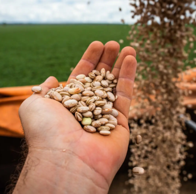 Produção de feijão em Goiás cresce e estado alcança 2ª maior produtividade do Brasil