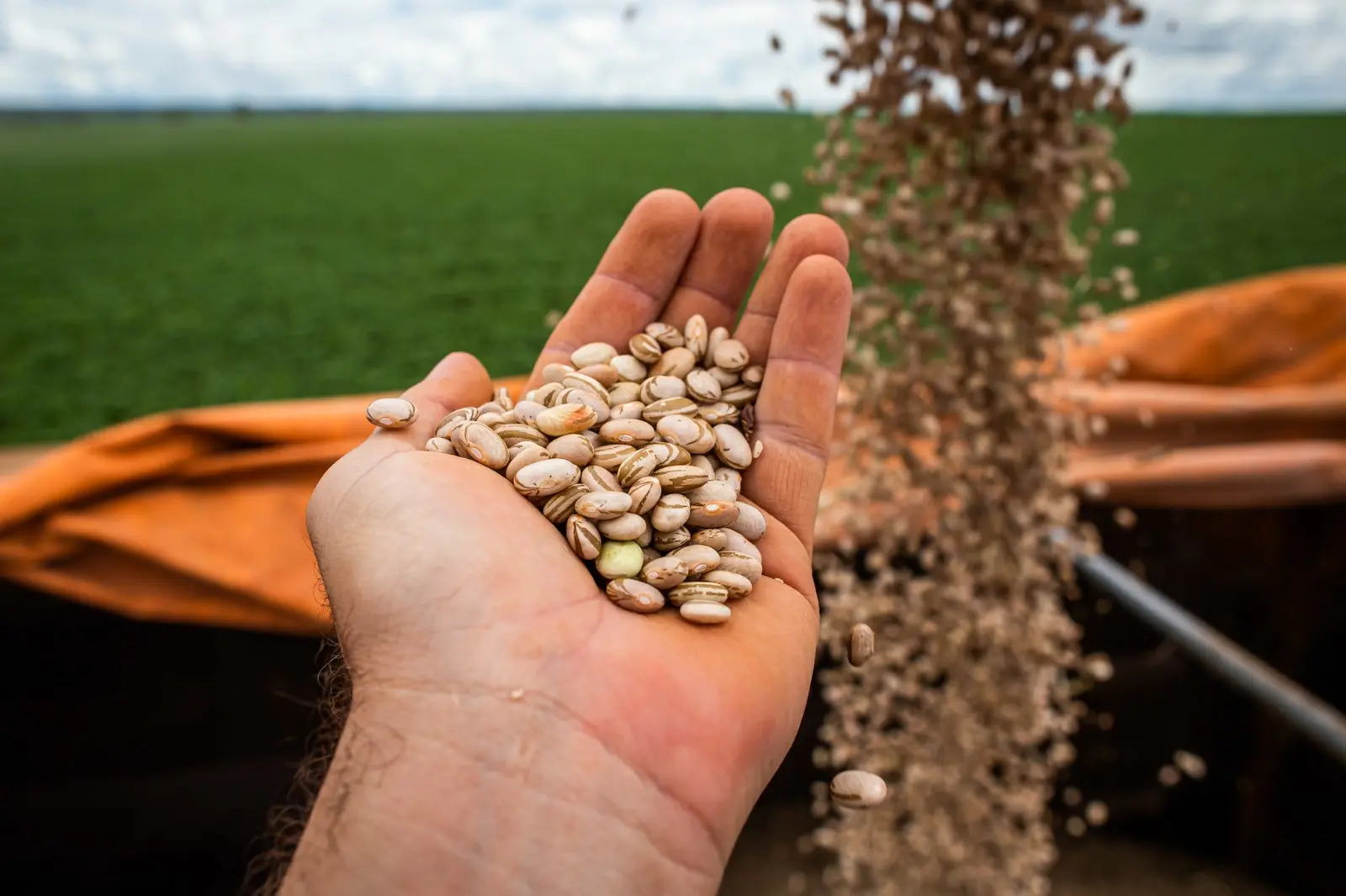 Produção de feijão em Goiás cresce e estado alcança 2ª maior produtividade do Brasil