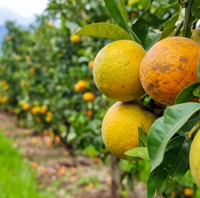 Produção de laranja cresce em Goiás após medidas contra o greening