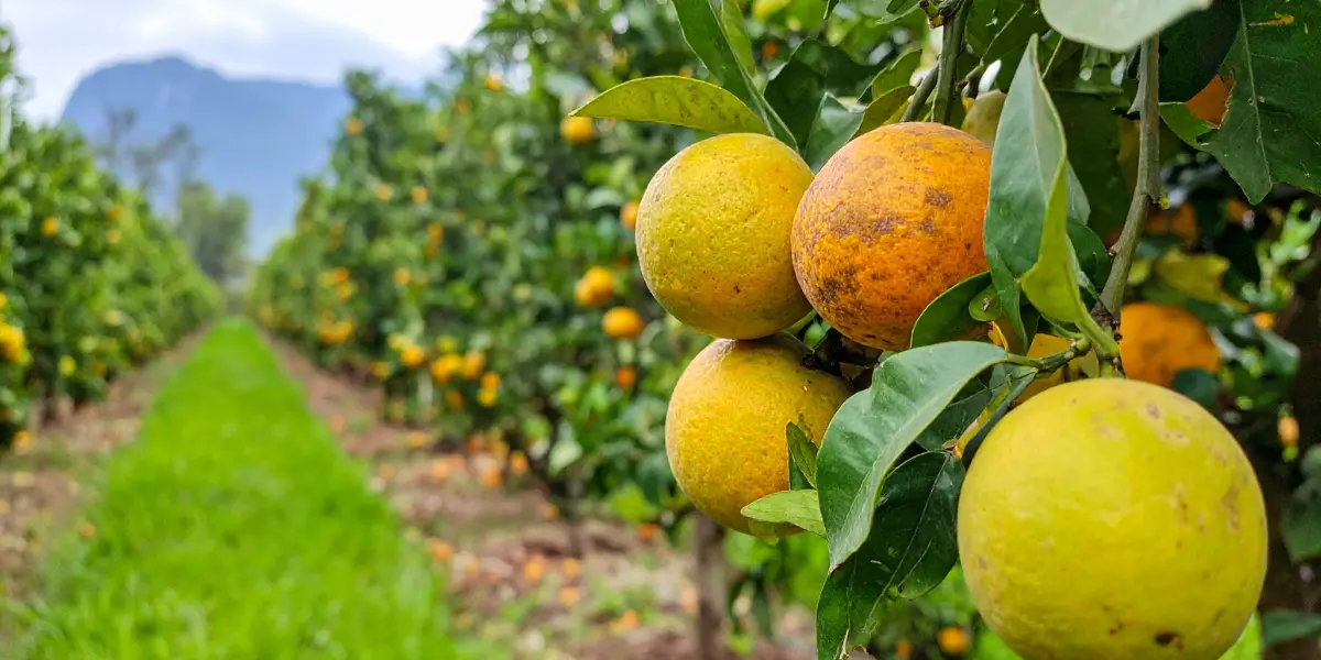 Produção de laranja cresce em Goiás após medidas contra o greening