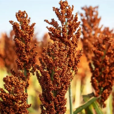 Seca derruba produtividade do sorgo em Goiás e afeta qualidade dos grãos