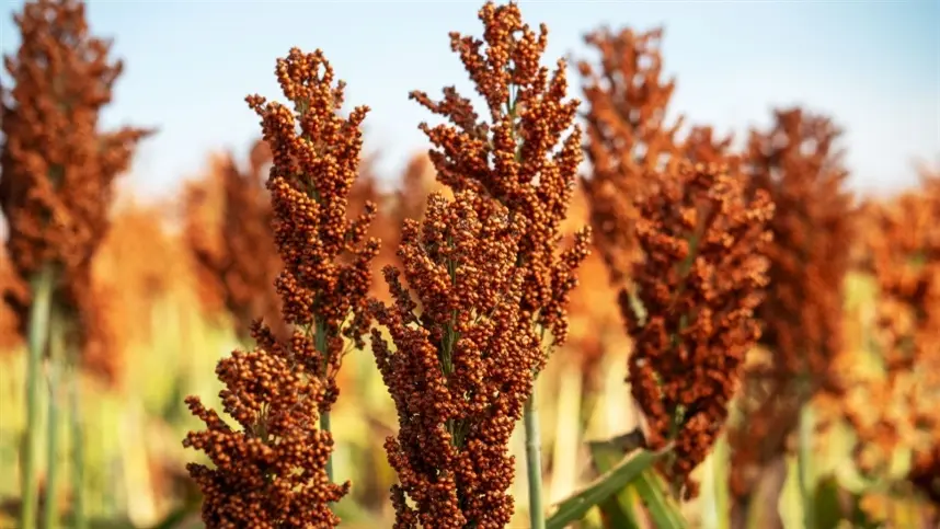 Seca derruba produtividade do sorgo em Goiás e afeta qualidade dos grãos