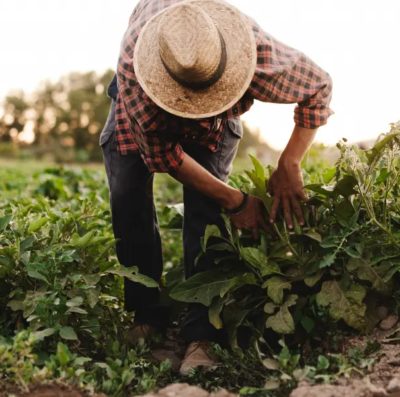 Agronegócio em Goiás emprega 1,08 milhão de pessoas