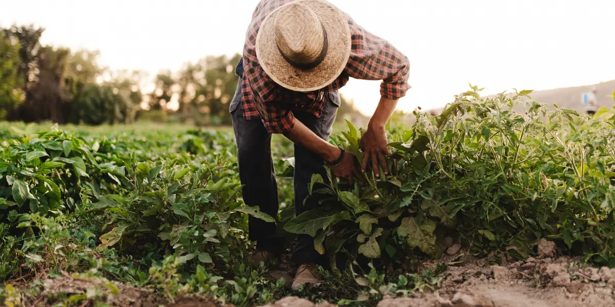 Agronegócio em Goiás emprega 1,08 milhão de pessoas