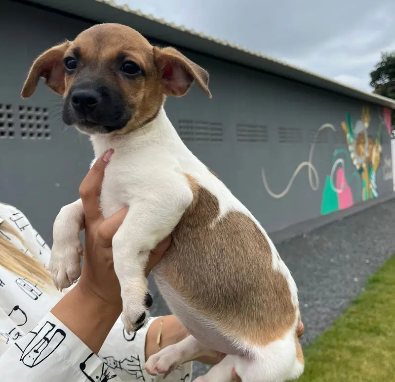 Shopping realiza feira de adoção de animais, em Aparecida 2 Shopping realiza feira de adoção de animais, em Aparecida