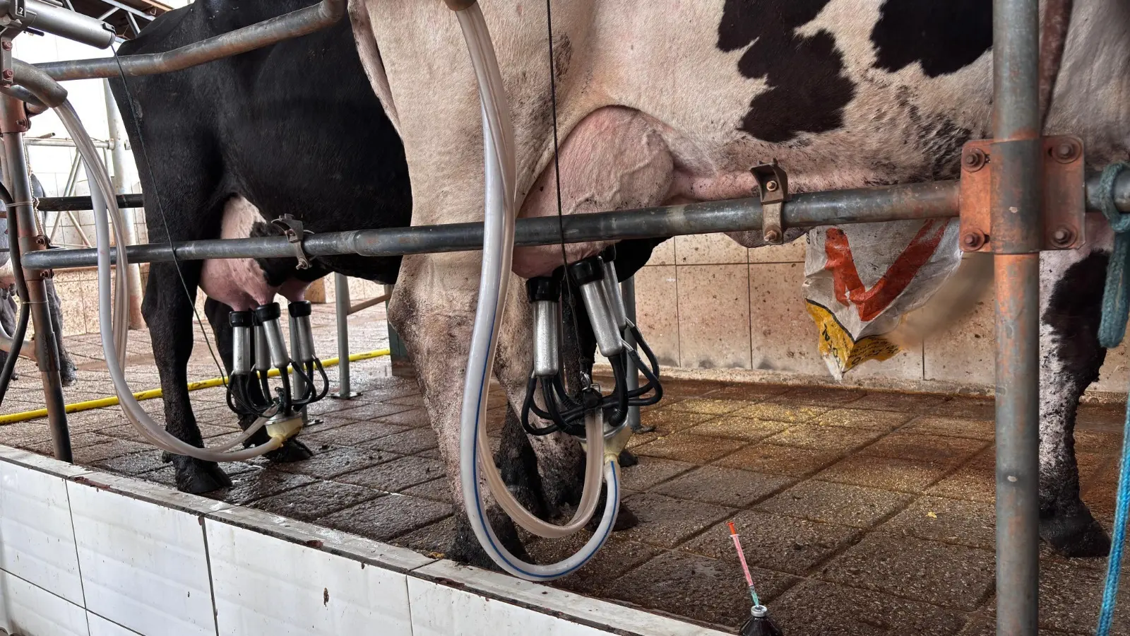 Preço do leite em Goiás melhora para o produtor, garantindo valorização