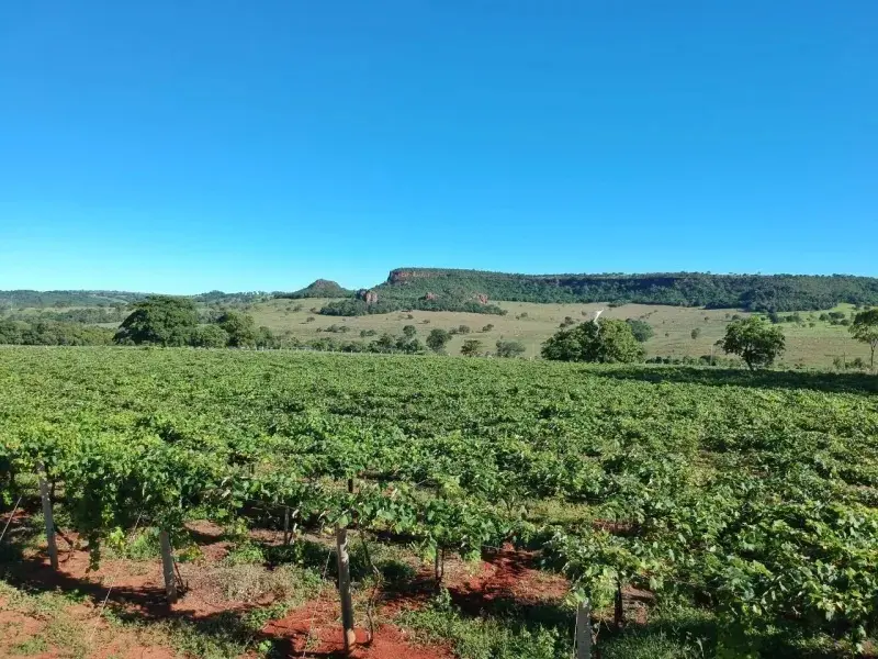 Produção de vinhos em Goiás cresce e ganha mercado nacional
