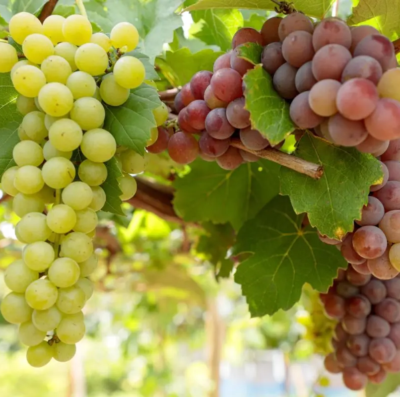Produção de vinhos em Goiás cresce e ganha mercado nacional1