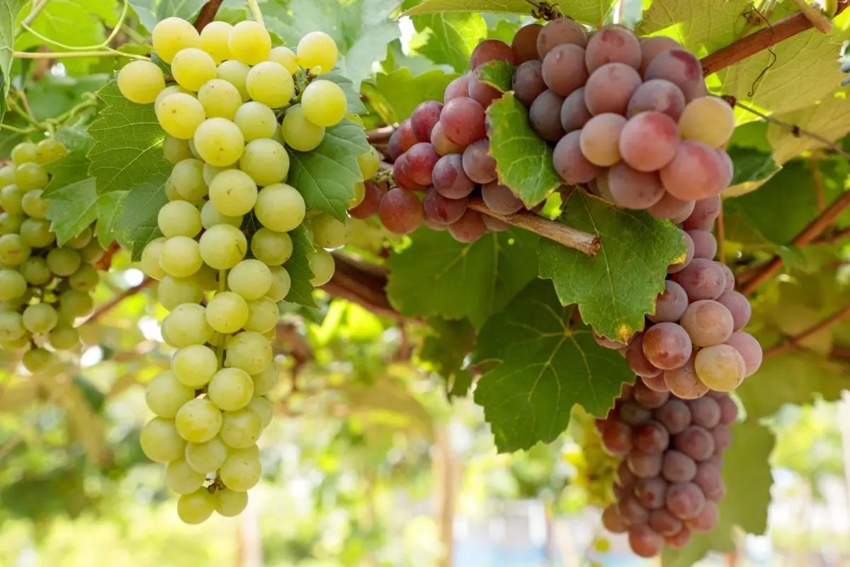 Produção de vinhos em Goiás cresce e ganha mercado nacional1
